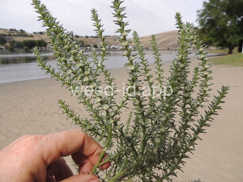 thistle, Russian